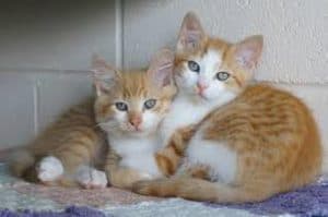 ONG "Deixe Viver" fará ação de doação de felinos em parceria com o Armazém Pará