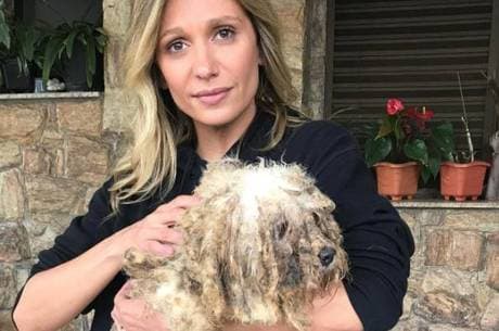 Luisa Mell choca com resgate de 135 cães: "Pior coisa que eu já vi"