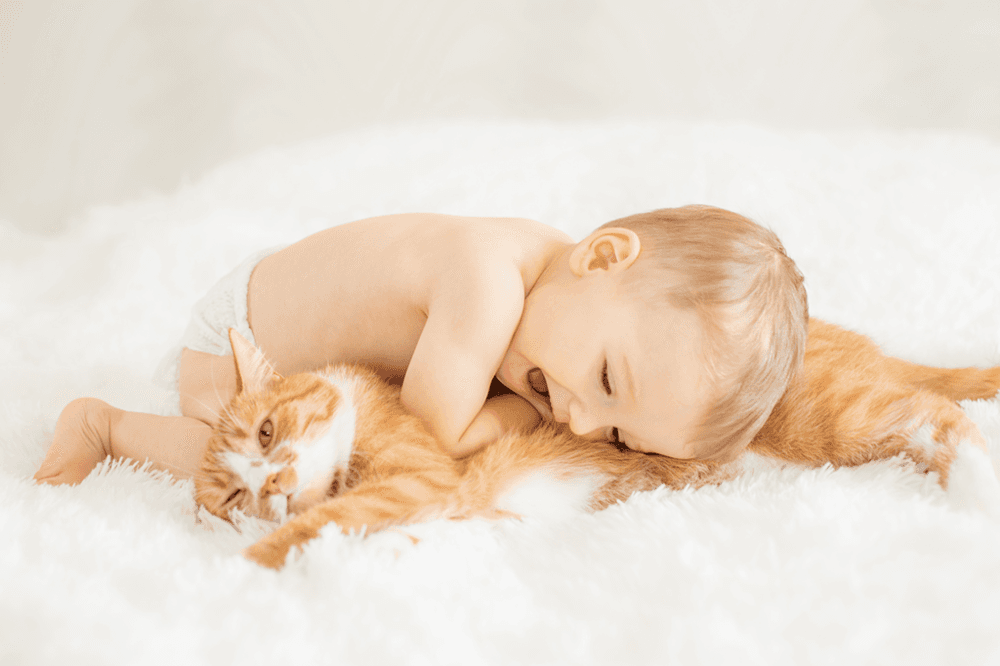 Bebês que convivem com gatos crescem mais resistentes à asma
