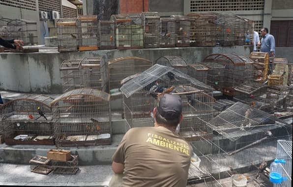 FOTO: Nova apreensão de aves é realizada em Natal; mais de 90 em 66 gaiolas
