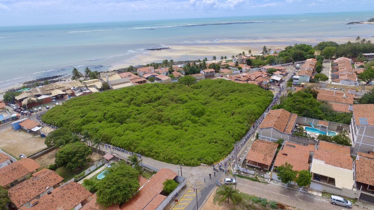 Cajueiro de Pirangi comemora seu 129º aniversário; veja programação para esta terça e quarta