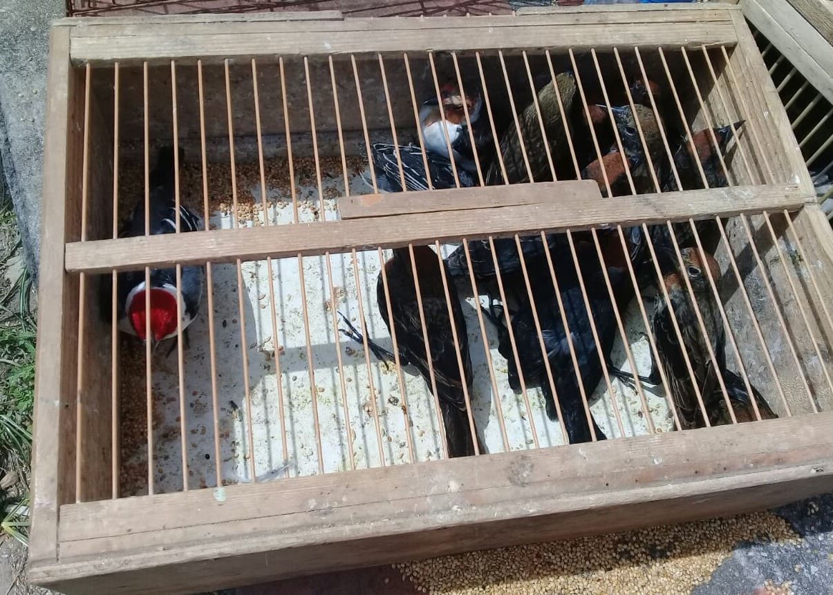 FOTOS: Operação da Guarda Municipal resgata 76 aves silvestres na feira livre de Igapó