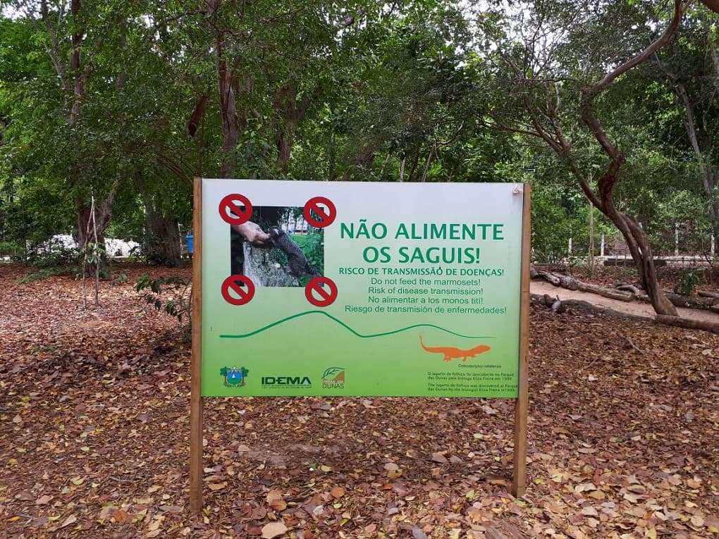 IDEMA alerta para a importância de não alimentar saguis em Natal