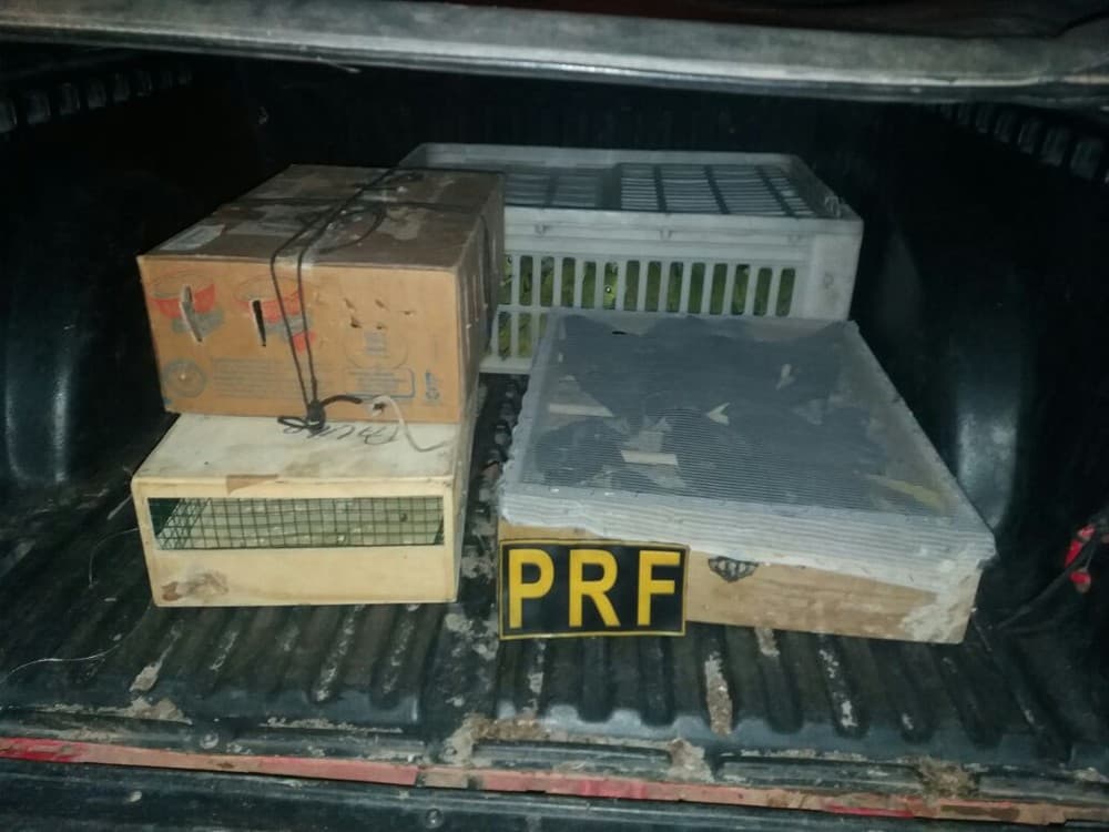 FOTO: PRF apreende na BR-304, em Mossoró, 28 papagaios e 40 xexéus dentro carro