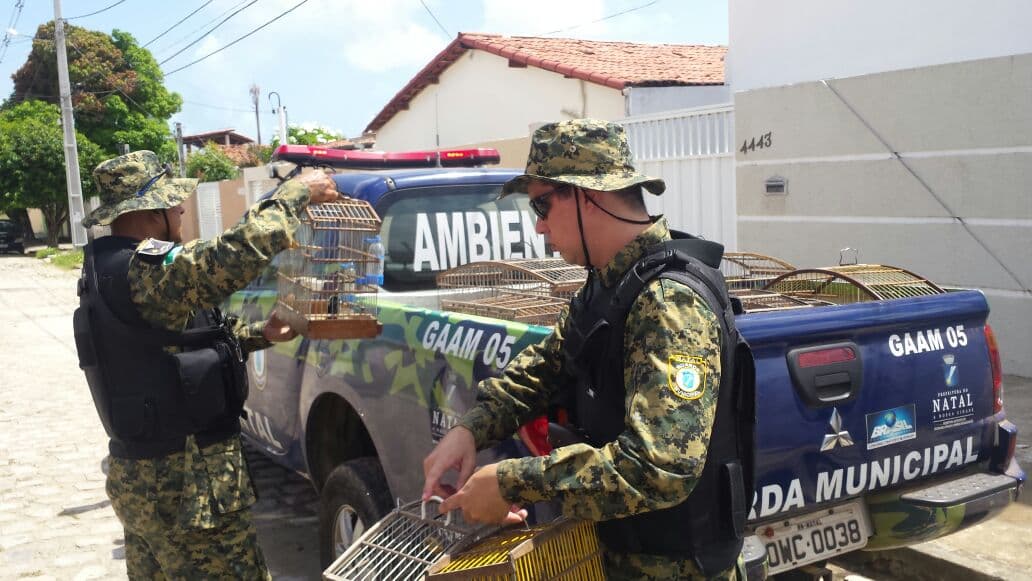 FOTOS: Ação conjunta da Guarda Municipal de Natal, Deprema e Semurb estoura cativeiro de aves silvestres no Conjunto Pirangi