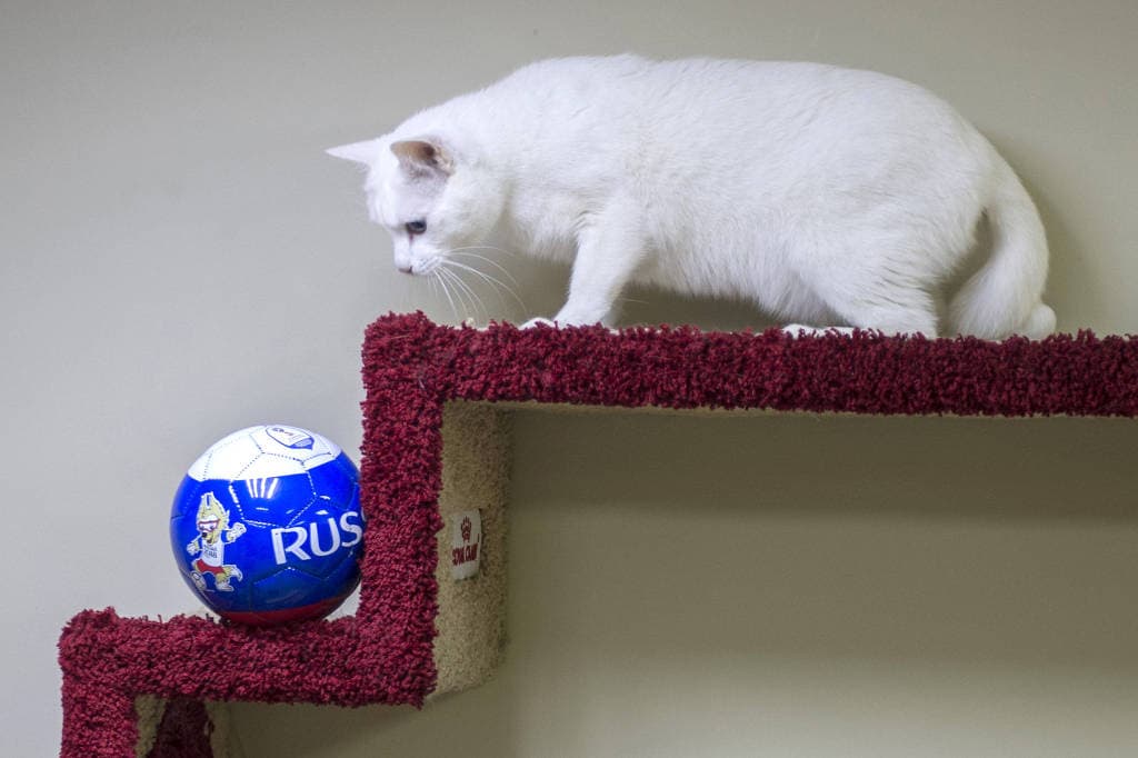 Gato morador de museu vira o vidente oficial da Copa do Mundo