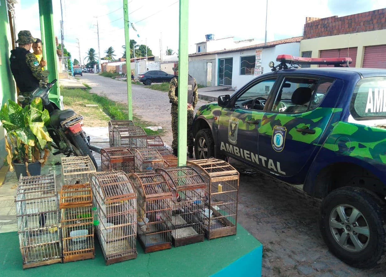 FOTO: Guardas municipais em Natal resgatam pássaros silvestres no bairro de Nossa Senhora da Apresentação