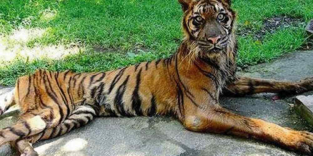 FOTOS: Zoológicos da Venezuela estão matando animais de fome