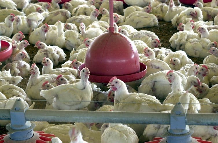União Europeia proíbe importação da carne de frango de 20 frigoríficos brasileiros