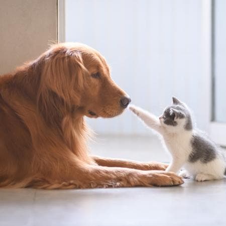 Pesquisa mostra as diferenças e semelhanças entre donos de cães e gatos