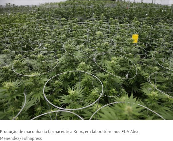 Atraso da Anvisa em regular maconha frustra farmacêuticas; sem poder plantar, empresas investem em importação e insumo sintético