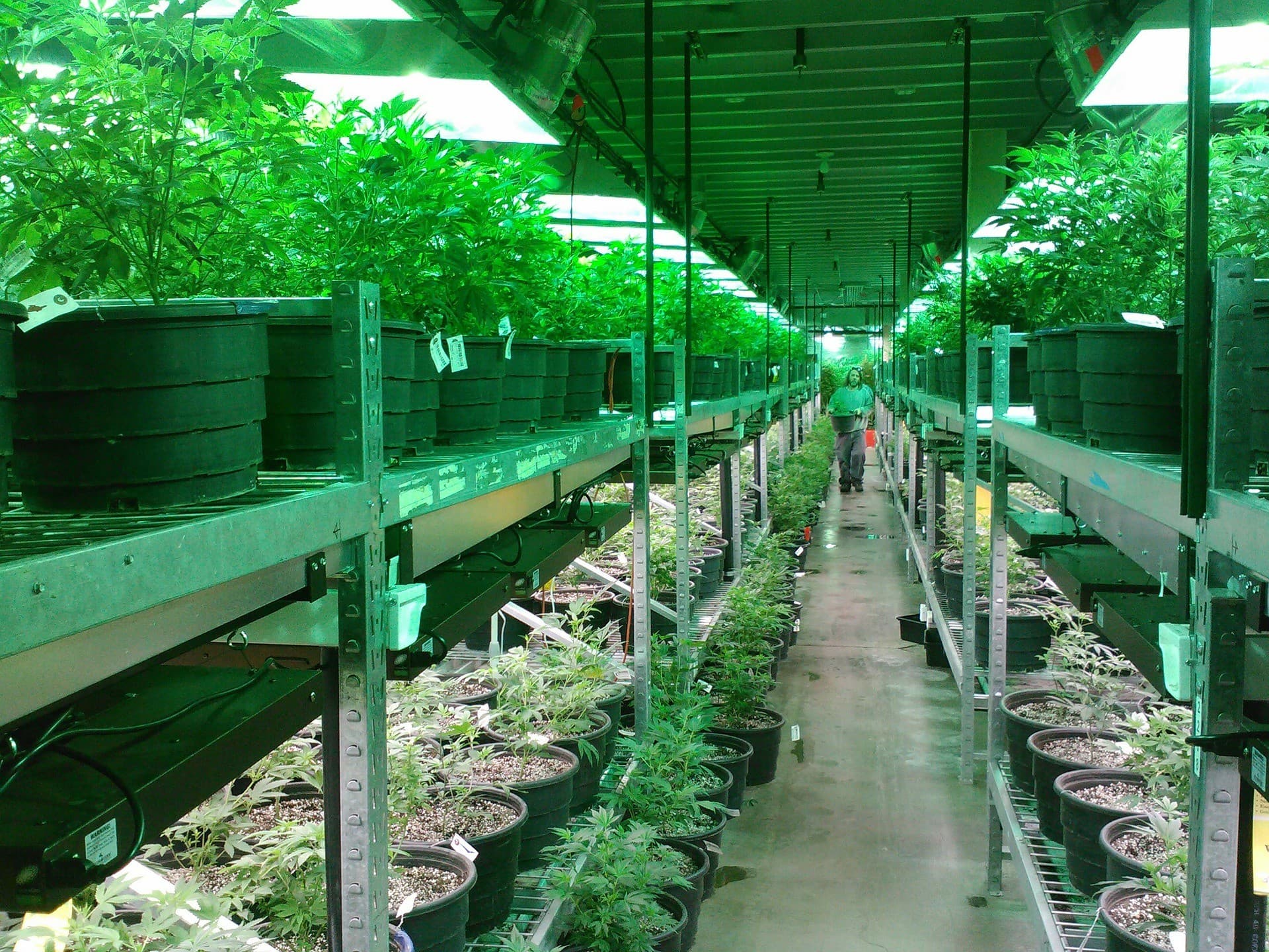 Cidades dos EUA com maconha legalizada têm valorização dos imóveis