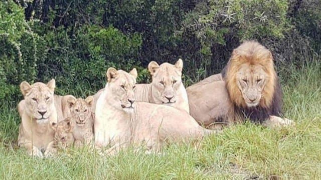 Caçadores são devorados por leões em reserva na África do Sul
