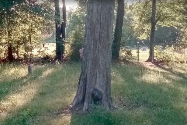 FOTO E VÍDEO: Suposta imagem de criança em cemitério no Google Maps viraliza