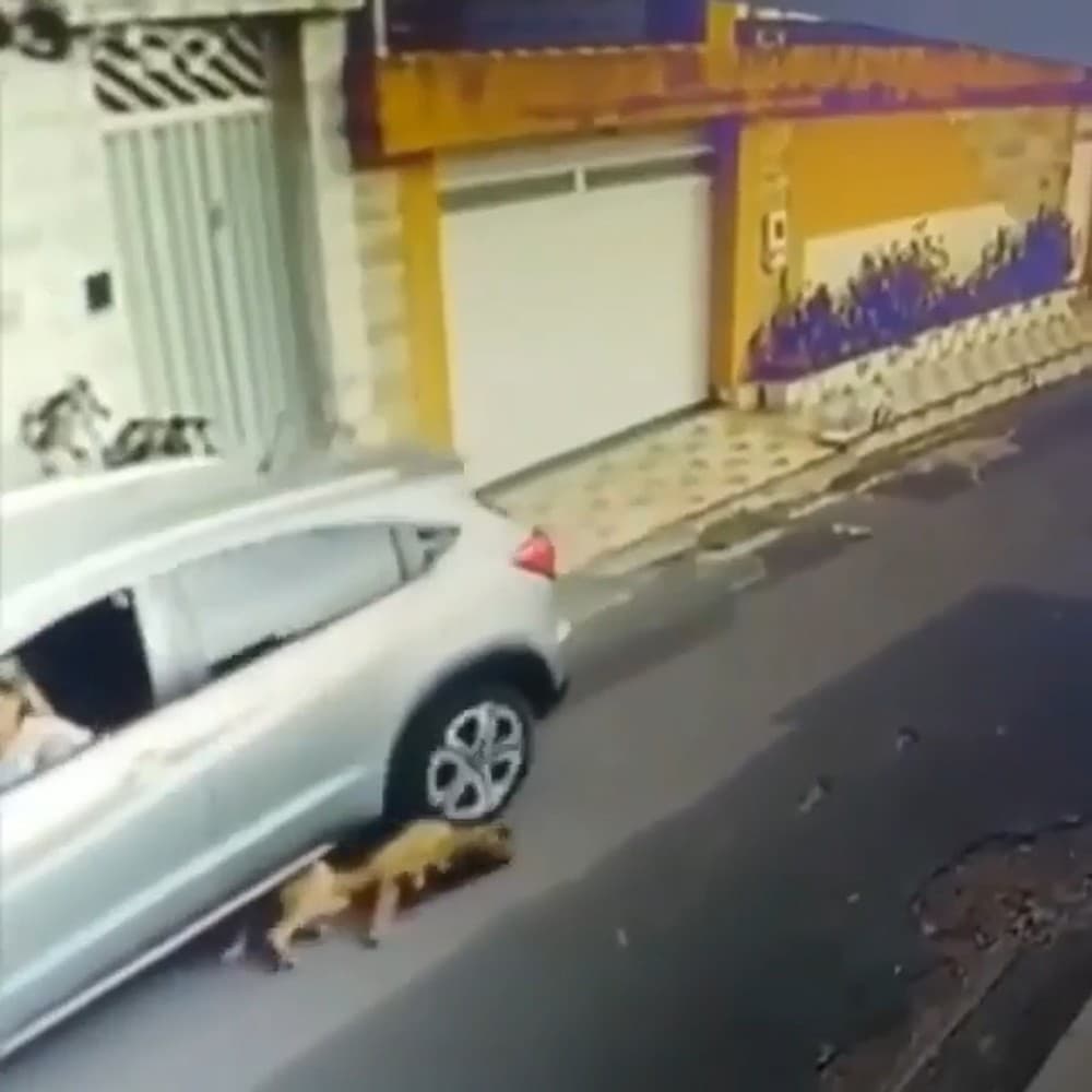IMAGENS FORTES - (VÍDEO): Enfermeira que atropelou cães no MA diz que não foi com intenção
