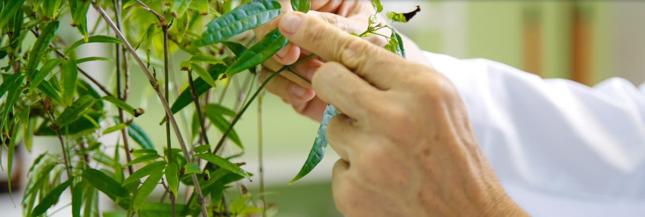 UFRN busca ampliar uso de medicamentos fitoterápicos; conheça plantas