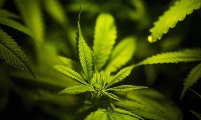 Mais Cervejeiras americanas entram no negócio da maconha