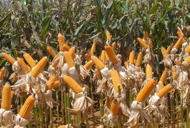 País tem safra recorde de frutas, cereais, leguminosas e oleaginosas
