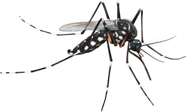 Dados do Ministério da Saúde: casos de dengue aumentam 231% no RN em 2018; chikungunya e zika também cresceram