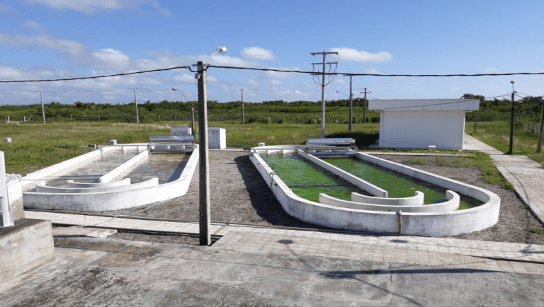 Pesquisa da UFRN desenvolve biocombustível produzido a partir de microalgas