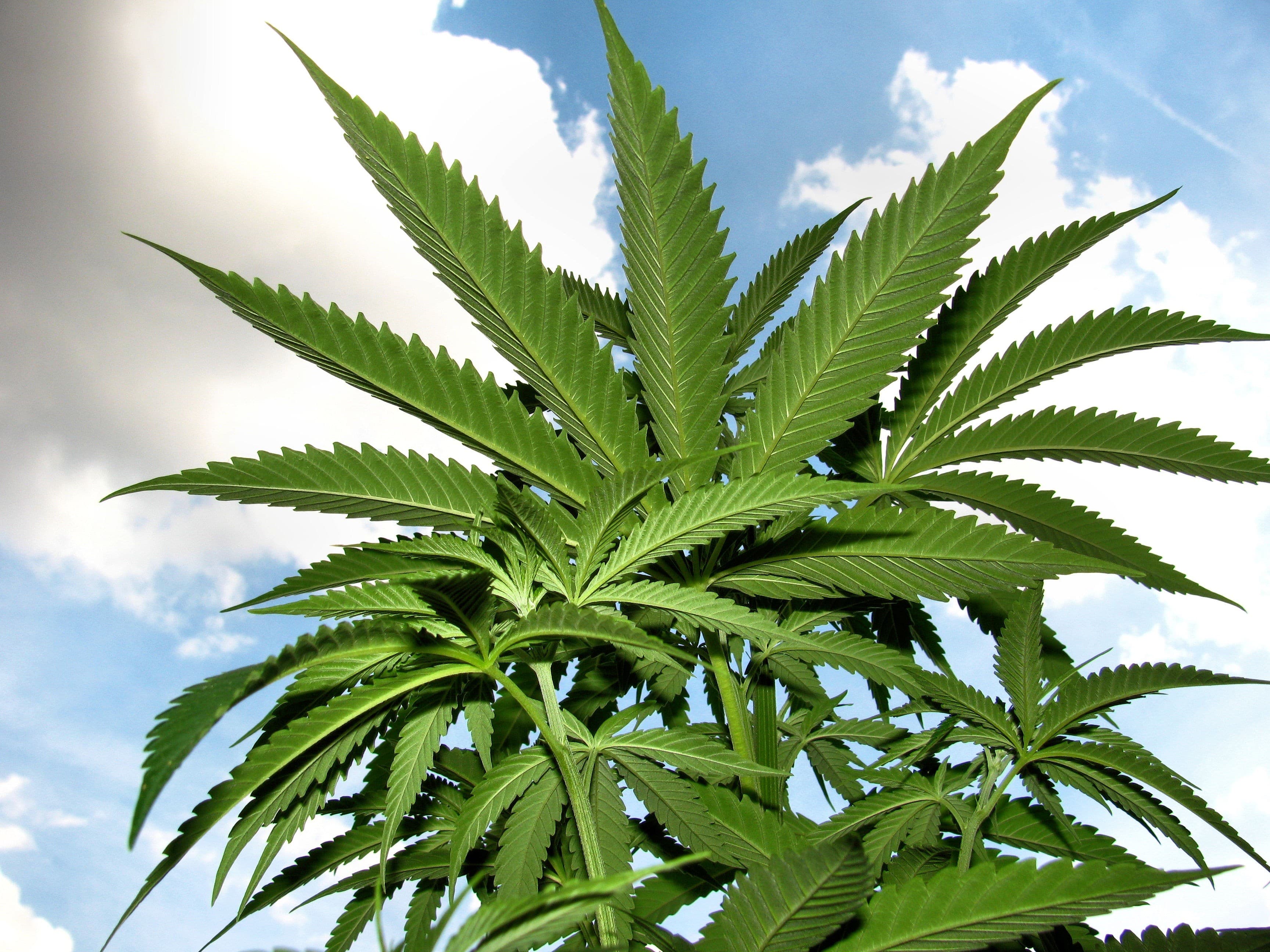 Largar a maconha pode melhorar a memória em 7 dias, diz pesquisa