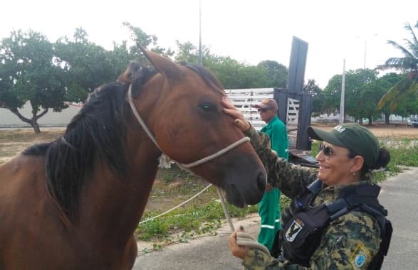 FOTO: Guarda Municipal resgata animais abandonados na Zona Sul de Natal; veja como denunciar