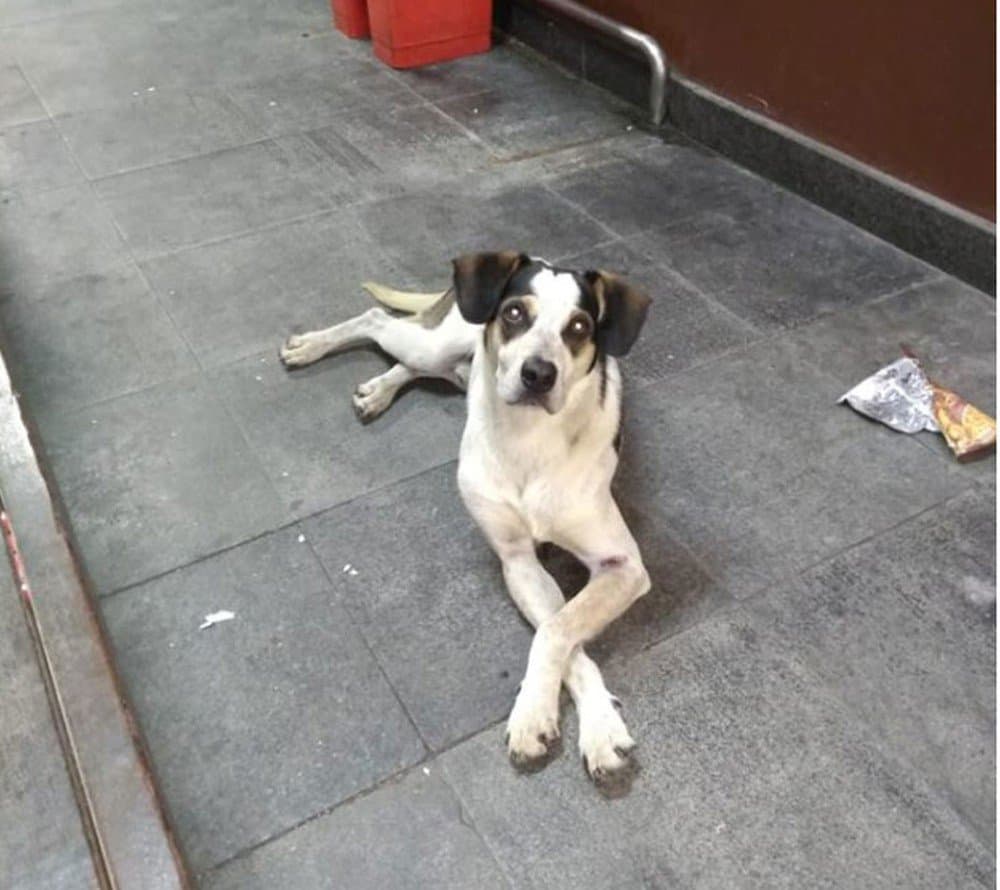 Câmara aprova projeto que amplia em 4 vezes pena de prisão para quem maltrata animais