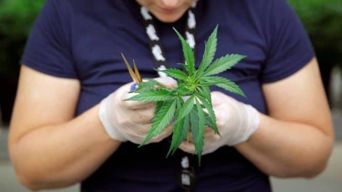 Importação de maconha medicinal cresce no Brasil e atrai investidores