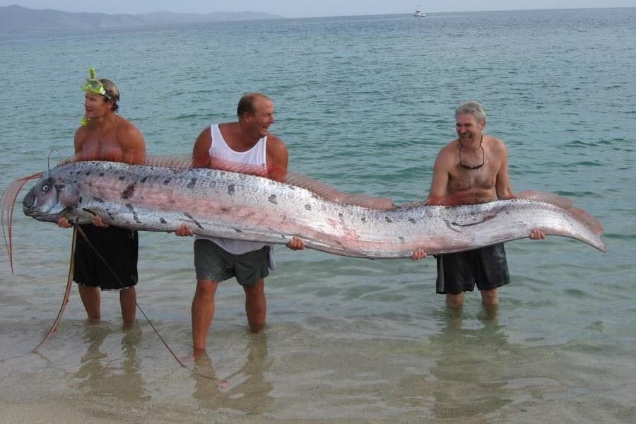 Aparecimento de peixes do fundo do mar faz Japão temer novo tsunami