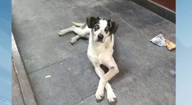 Após morte de cão, Carrefour terá de depositar R$ 1 milhão em fundo