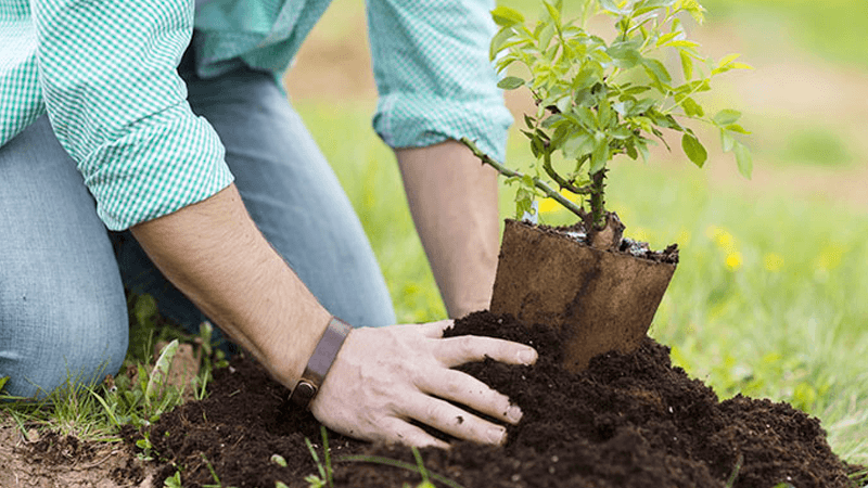 Natal receberá o plantio de 20 mil novas árvores; capital potiguar, entre as menos arborizadas do país, corre para "aliviar" futuras gerações