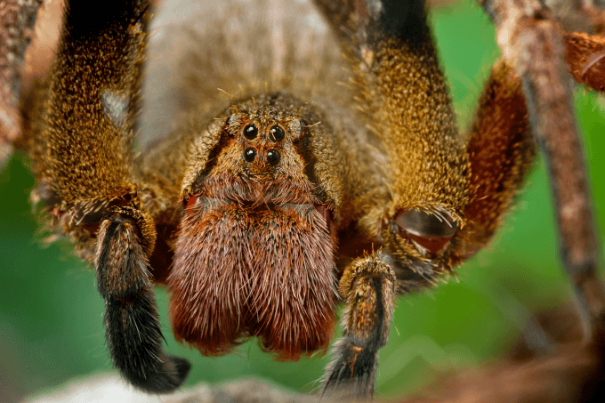 Veneno de aranha brasileira pode ajudar a tratar disfunção erétil