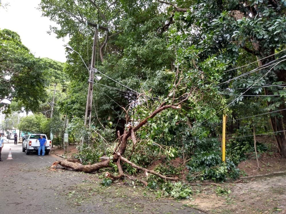 FOTO: Árvore cai sobre fios elétricos e interrompe funcionamento de bombas que impulsionam água que abastece 15 bairros de Natal
