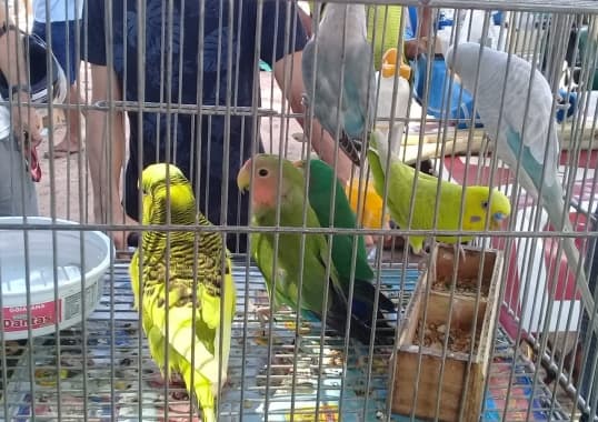 FOTO: Operação da Guarda Municipal resgata 96 pássaros silvestres em feira livre na Zona Norte