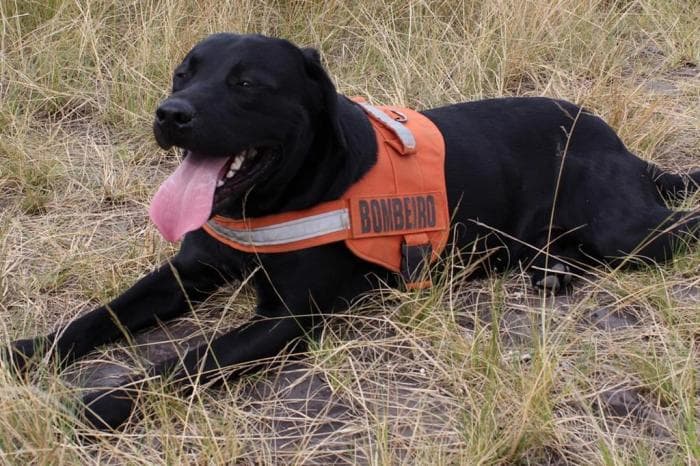 LUTO: Cão que foi herói salvando vidas em Brumadinho se afoga durante trabalho de busca