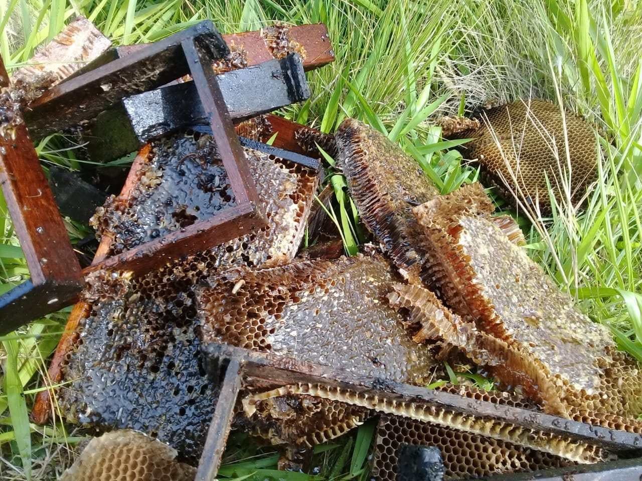Apicultores brasileiros encontram meio bilhão de abelhas mortas em três meses, e "teoria" de Albert Einstein "liga alerta"
