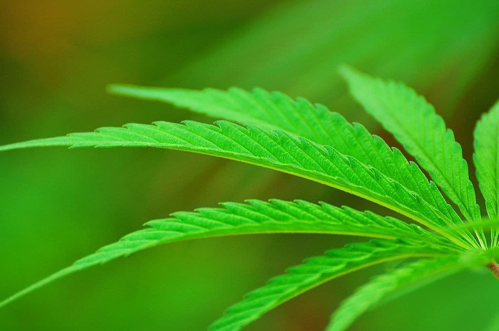 Especialistas de vários estados se reúnem na UFRN nesta sexta-feira para debater o uso de cannabis medicinal