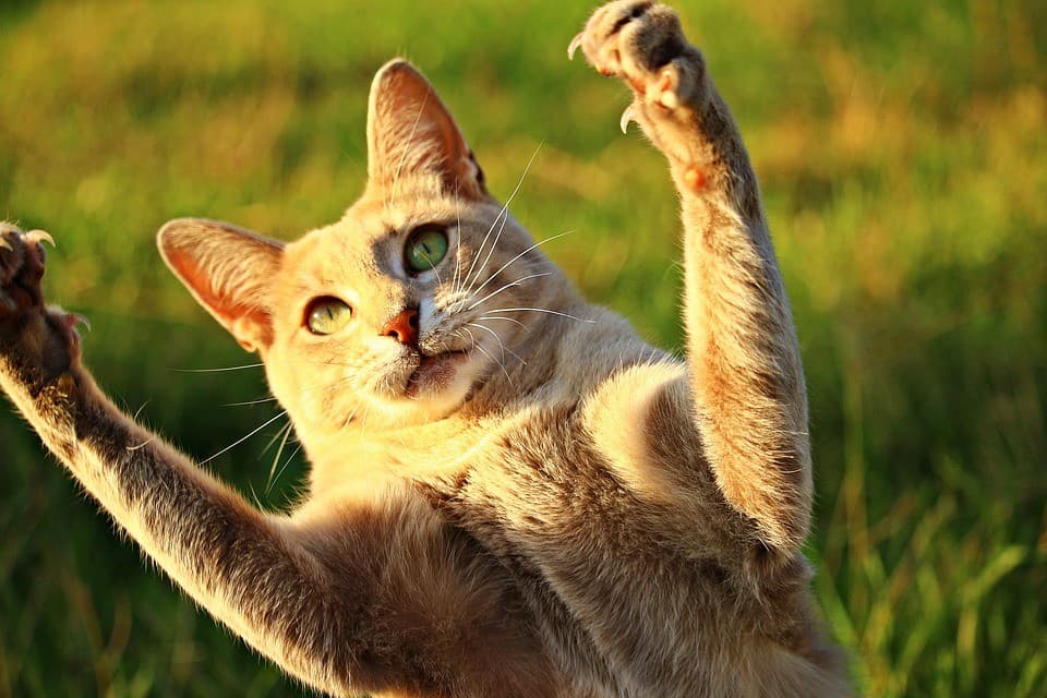 "AMPUTAÇÃO": Proibição de tipo de "corte" de unhas de gatos para evitar que arranhem móveis e danifiquem objetos é aprovada em Nova York