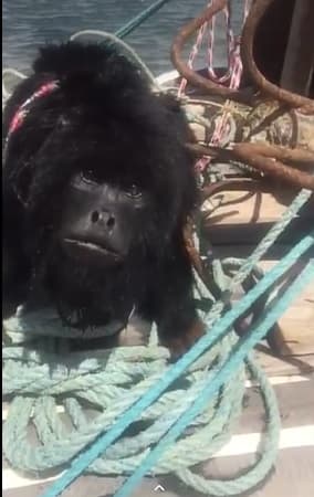 VÍDEOS: Macaco de porte médio é salvo de afogamento por pescadores em praia no RN