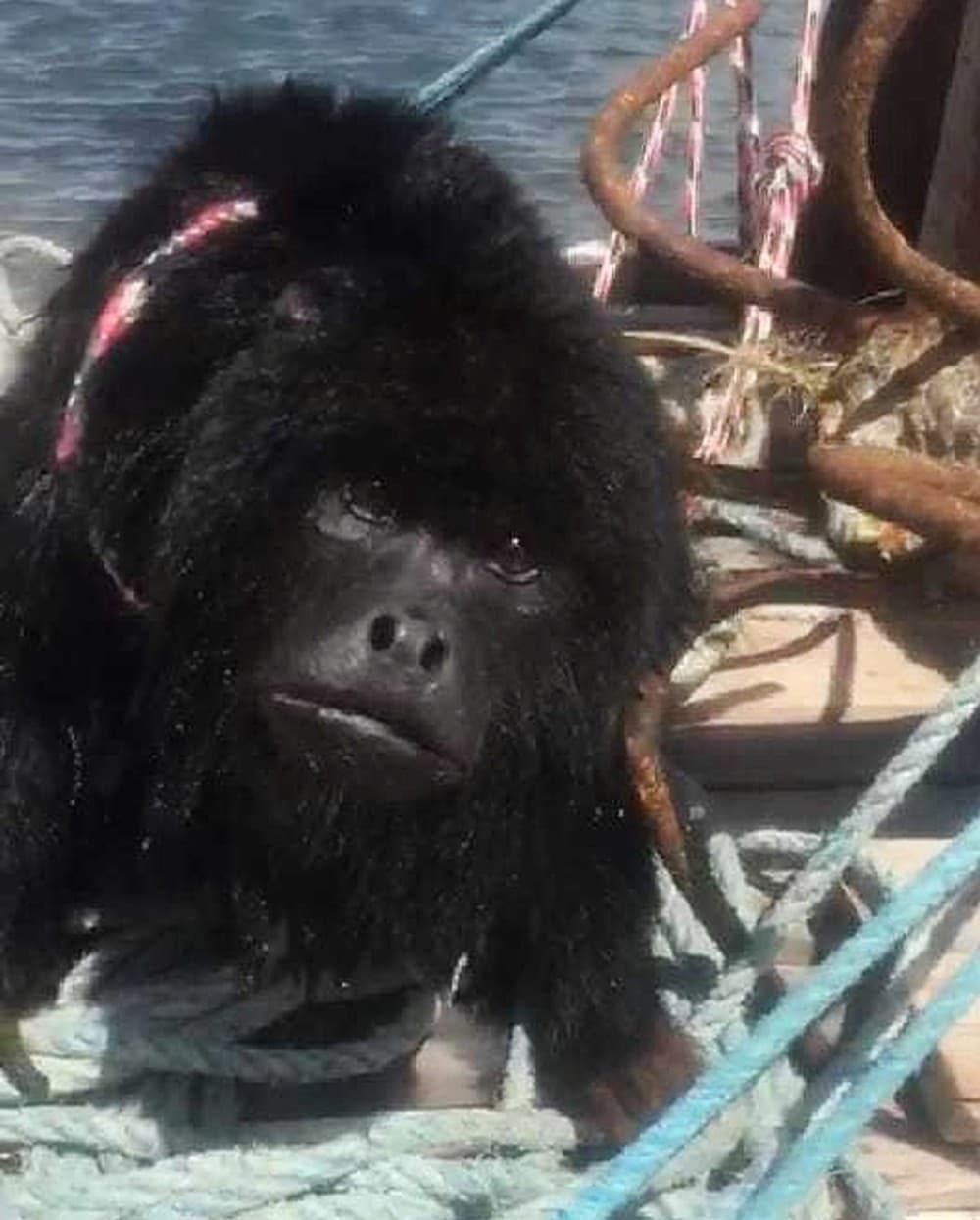 VÍDEO: Macaco de porte médio resgatado de correnteza em praia no litoral sul do RN é devolvido à natureza