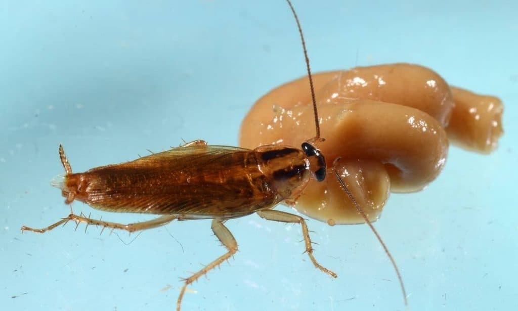 Baratas estão evoluindo para se tornarem impossíveis de matar