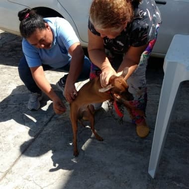 Centro de Controle de Zoonoses divulga novos locais para vacinação antirrábica em Natal