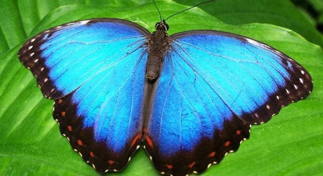 Asas de borboleta podem ser a saída para combater falsificações, revelam pesquisadores