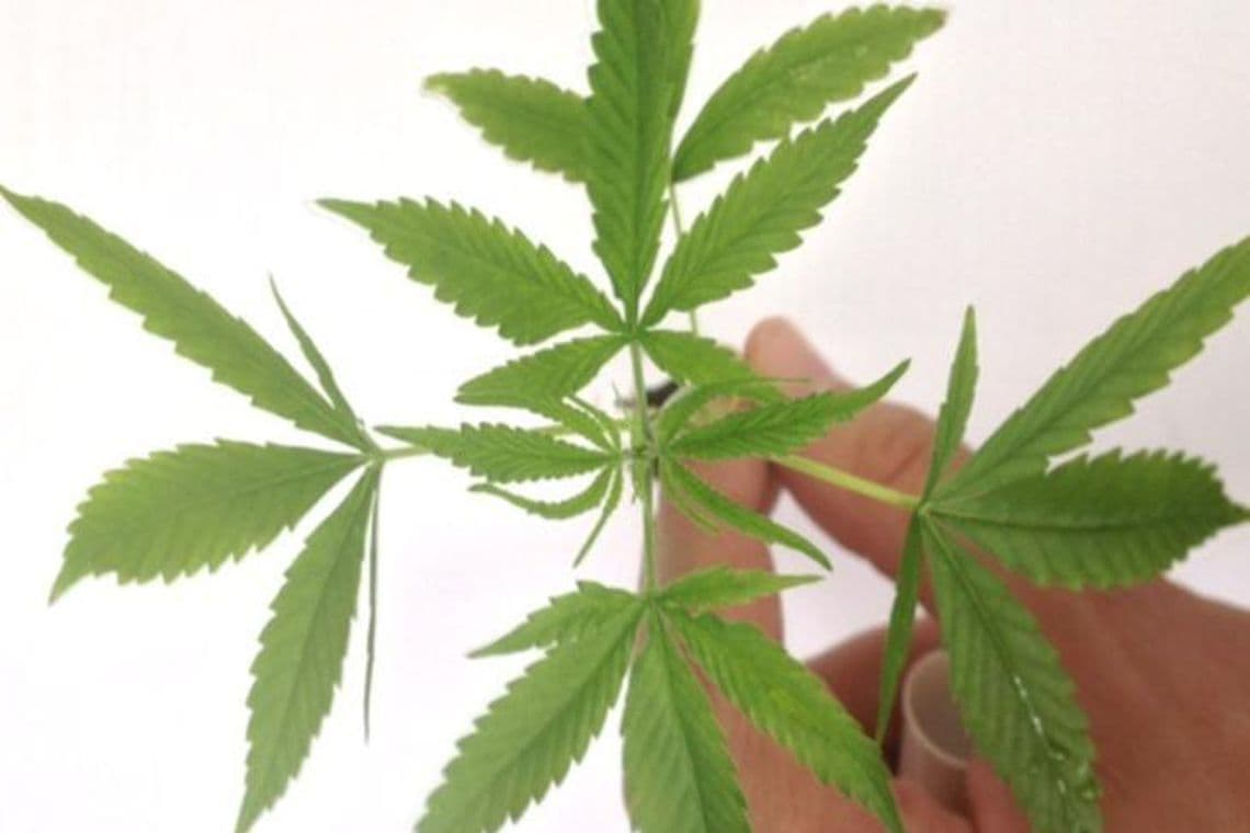 Fiocruz: 7,7% dos brasileiros usaram maconha pelo menos uma vez