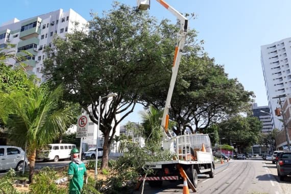 Prefeitura inicia poda sustentável na Afonso Pena; veja outros corredores contemplados na capital
