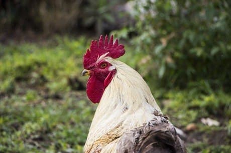 Mulher morre de hemorragia após ser atacada por galo