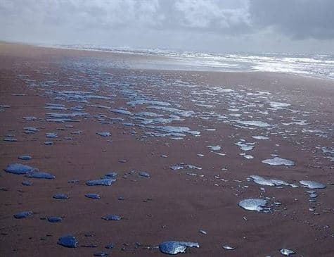 Vazamento no Nordeste: Marinha encontrou tambor com óleo perto de Natal, nas proximidades da Ponta da Tabatinga