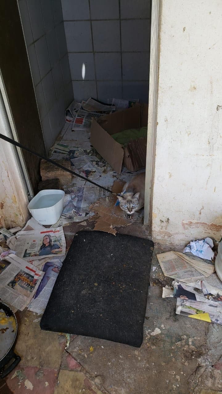 FOTOS: Polícia Civil apreende 48 gatos vítimas de maus-tratos no bairro do Alecrim, em Natal