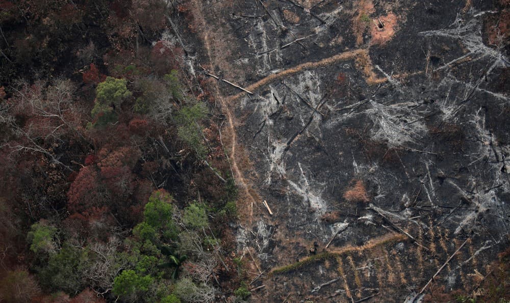 Desmatamento na Amazônia cresce quase 30% entre agosto de 2018 e julho de 2019, diz Inpe