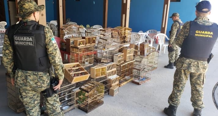 FOTO: Operação da Guarda Municipal resgata 214 pássaros silvestres em feira livre de Natal